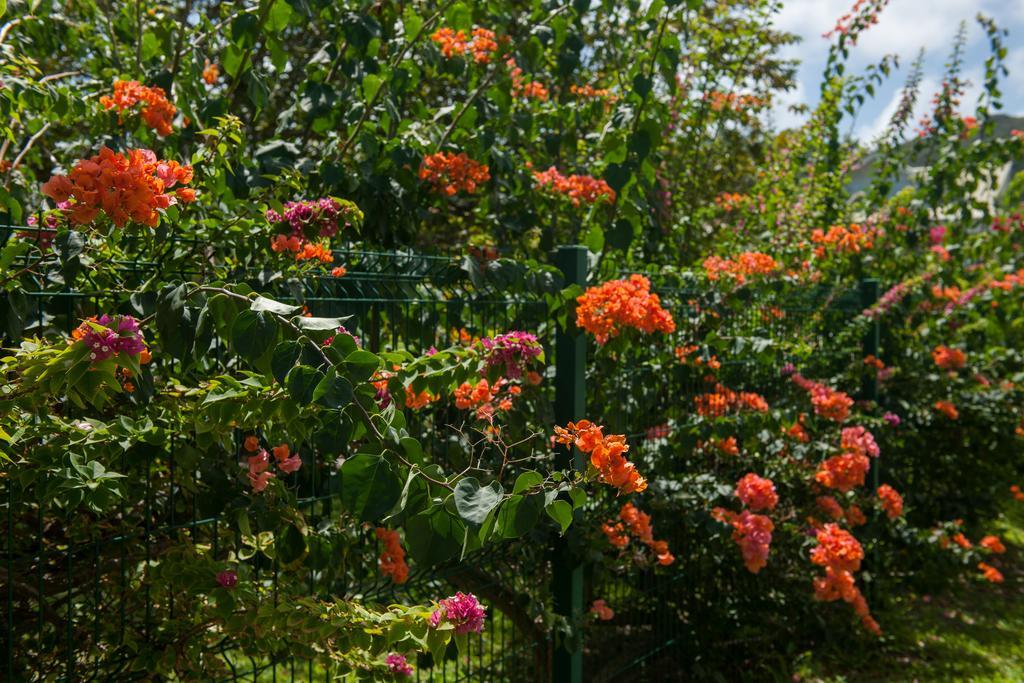 Villas Idea Anse Kerlan  Bagian luar foto